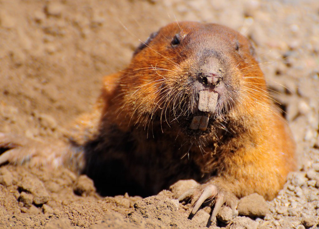 Male mole has no Y chromosome