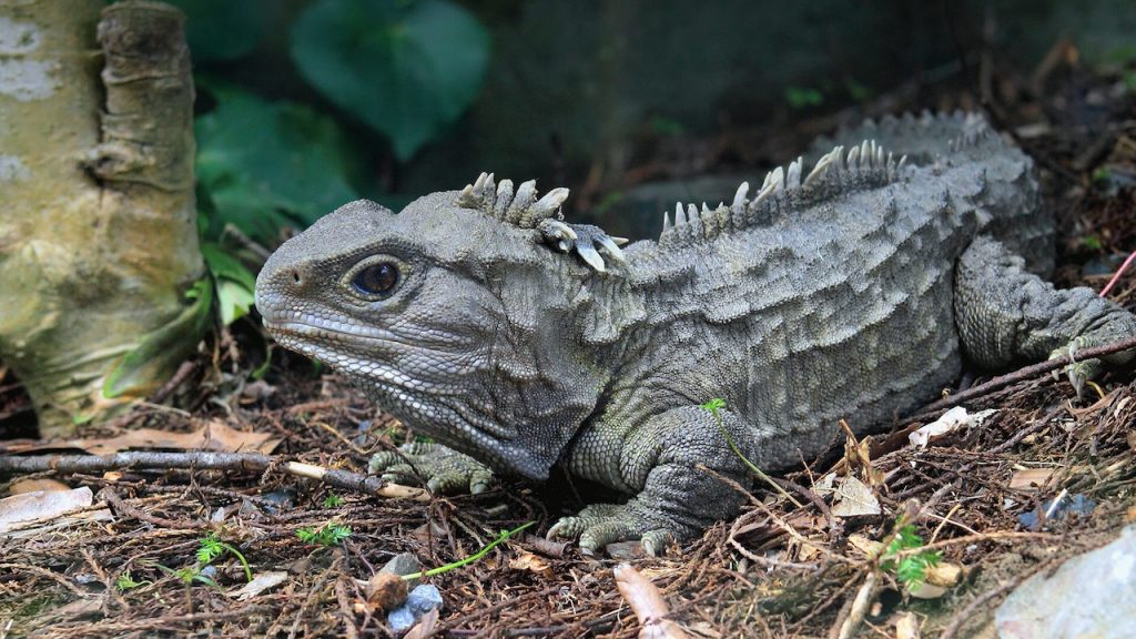 ဒီ Tuatara အထီးဟာ လိင်တံမပါပါဘူး။ (Credit: San Diego Zoo)