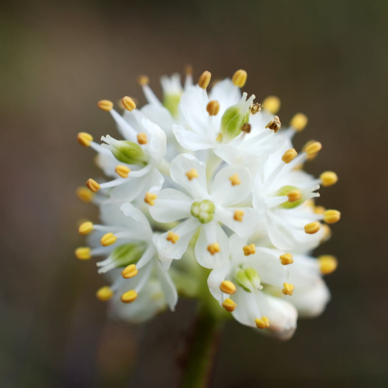 False asphodel ပန်းပွင့်ပုံ