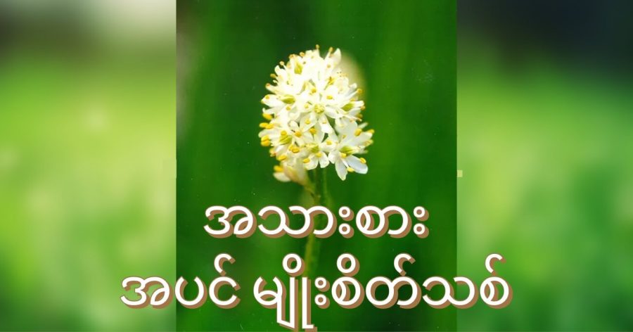 အသားစား အပင် မျိုးစိတ်သစ်တမျိုး ရှာဖွေတွေ့ရှိ