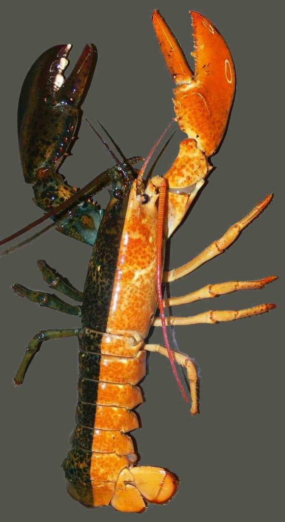 အထီးတခြမ်း အမတခြမ်း ဖြစ်နေတဲ့ Lobster ကျောက်ပုဇွန်
