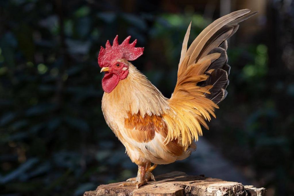 Rooster Chicken