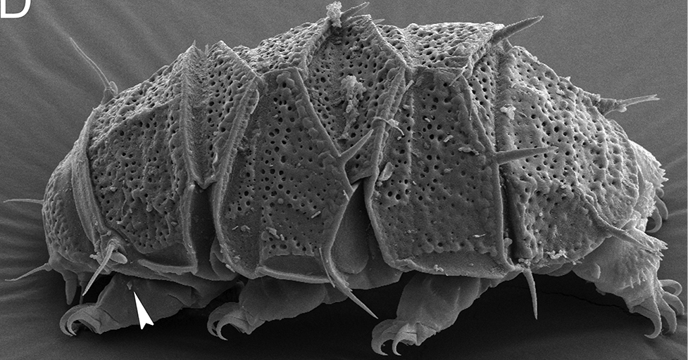 Echiniscus_succineus-tardigrade