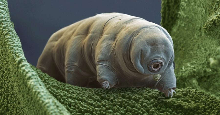 tardigrade