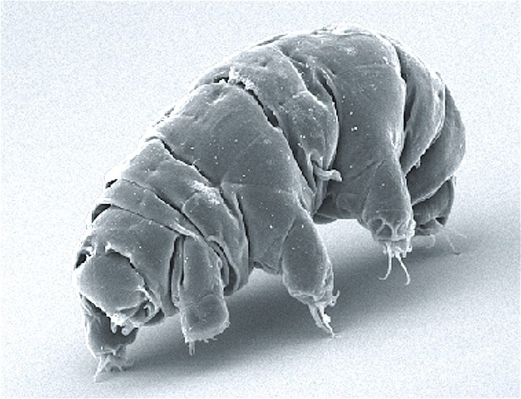 SEM_image_of_Milnesium_tardigradum_in_active_state