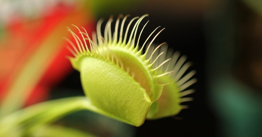 closeup-shot-of-the-venus-fly-trap