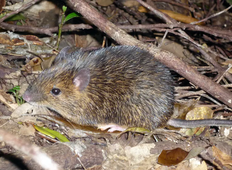 The Amami spiny rat (Tokudaia osimensis)