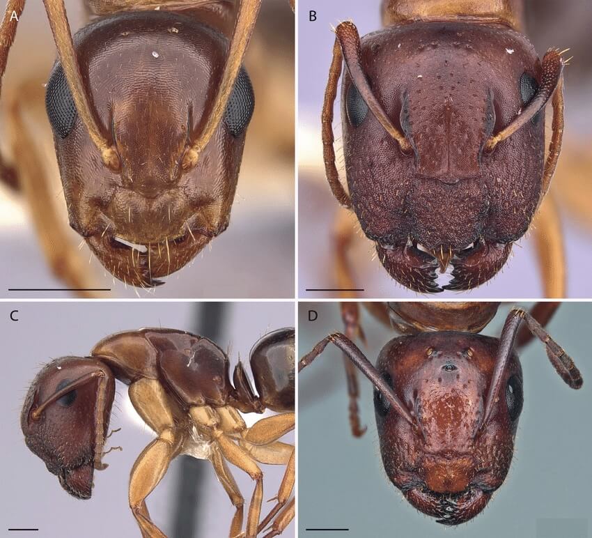 Camponotus-yogi-full-face-dorsal-views-of-head-A-B-D-and-lateral-view-of-body-C