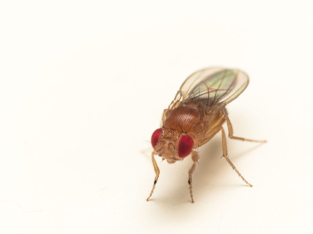 Drosophila