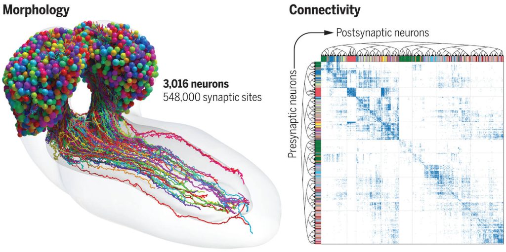 fruit-fly-connectome