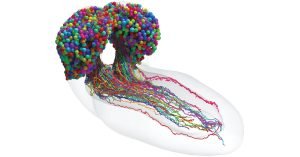 အင်ဆက်ပိုးမွှားရဲ့ ဦးဏှောက် အာရုံကြော ကွန်ယက်မြေပုံ ဖော်ထုတ်ပြသ fruit-fly-connectome