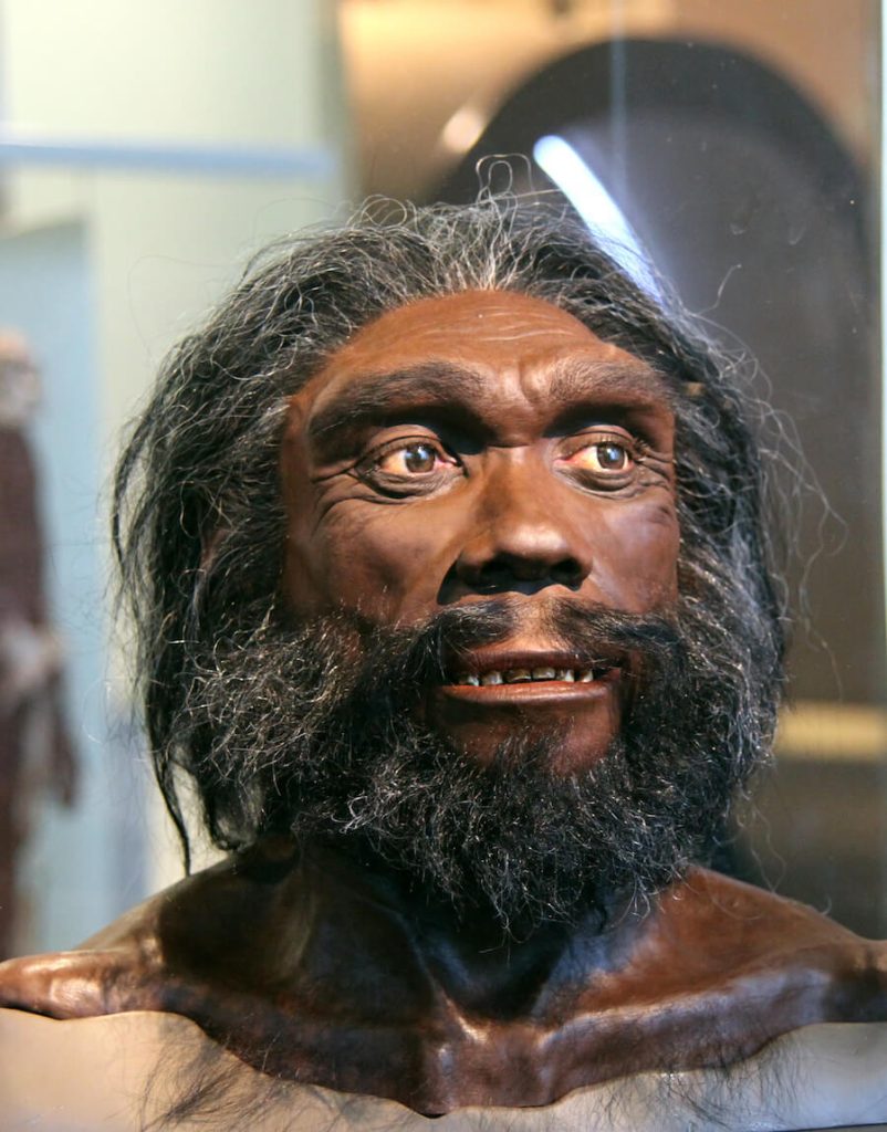 homo-heidelbergensis