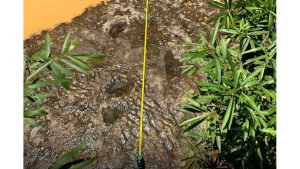 ထိုင်းနိုင်ငံတွင် ဒိုင်နိုဆော ခြေရာများ ရှာတွေ့ dinosaur-foot-print