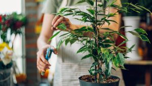 အပင်များ၏ အော်ဟစ်ညီးတွားသံ သိပ္ပံ ပညာရှင်များ ရှာဖွေတွေ့ရှိ pruning