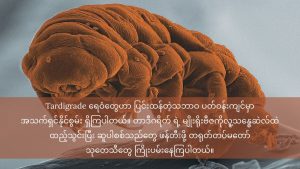 Tardigrade ရေဝံ ၏ မျိုးရိုးဗီဇအား လူ့ပင်မဆဲလ် အတွင်း ထည့်သွင်းပြီး ဆူပါစစ်သည်များ ဖန်တီးရန် တရုတ်သုတေသနပြု tardigrade-super-soldiers-2